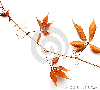 Dry bough with red leaves. Stock Photo