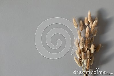Dry bouquet of fluffy flowers from bunny tails Lagurus grass. Minimal floral composition on gray background top view Stock Photo