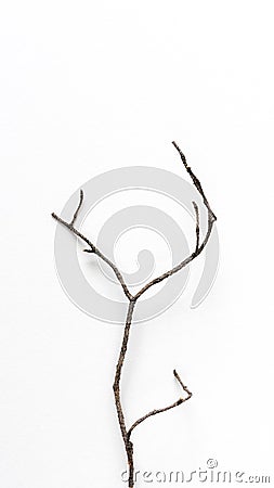 Dry branched pine branch on a white backdrop. Stock Photo