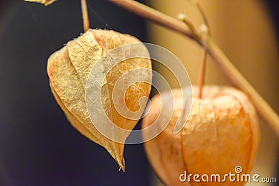 Dry branches chinese phyllis lantern orange background Stock Photo