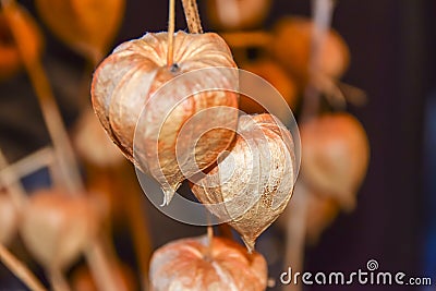 Dry branches chinese phyllis lantern orange background Stock Photo