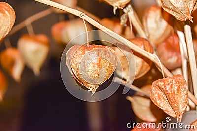 Dry branches chinese phyllis lantern orange background Stock Photo