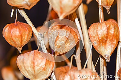 Dry branches chinese phyllis lantern orange background Stock Photo