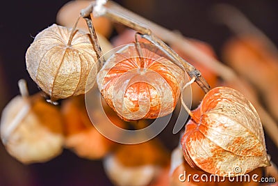Dry branches chinese phyllis lantern orange background Stock Photo