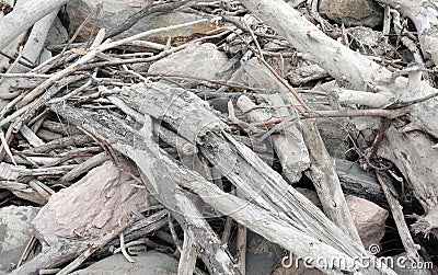 dry branches smoothed by the waves of the sea Stock Photo
