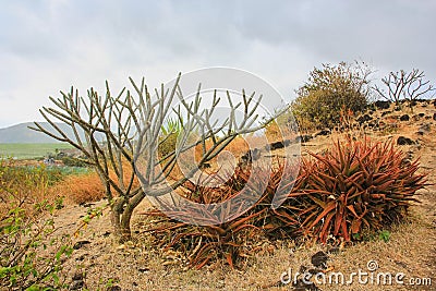 Dry brown Aloe vera or agave , dark pink from stress at the end of a dry season and leafless exotic tropical tree on hill in Natu Stock Photo