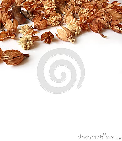 Dry brown autumn flowers Stock Photo