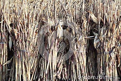 Dry brown branch bundle pile together background view Stock Photo