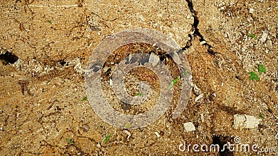 Dry brown cracking dirt riddled with a few green grass blades top view graphic texture template Stock Photo