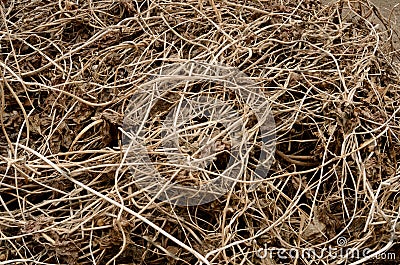 Dry brown cut vines are evenly textured intertwined on the ground Stock Photo