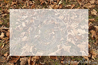 Dry brown fallen leaves on the ground in forest, background with semi transparent blank white text frame. Stock Photo