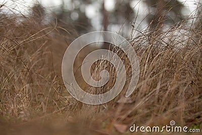 Dry brown grass in autumn forest closeup Stock Photo