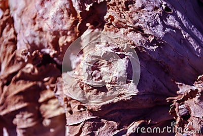 Dry brown leaf texture, natural organic background, close up detail, soft sepia-purple wavy lines Stock Photo