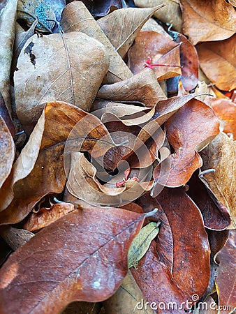 dry brown leaves accumulate Stock Photo