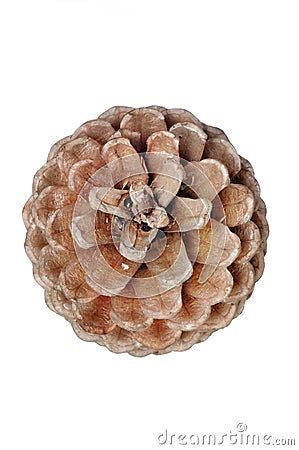 Dry brown pine cone Stock Photo