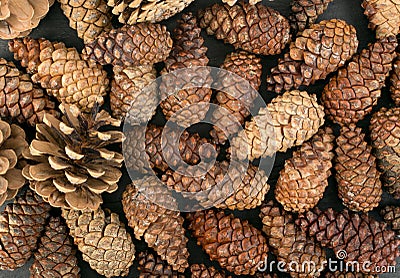 Dry Brown Pine Cones Background, Texture or Pattern Stock Photo