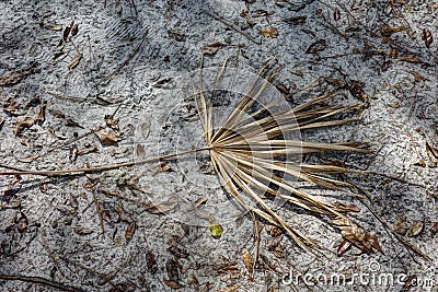 Dry Brown Tropical Palmetto Leaf on Sandy Ground Stock Photo