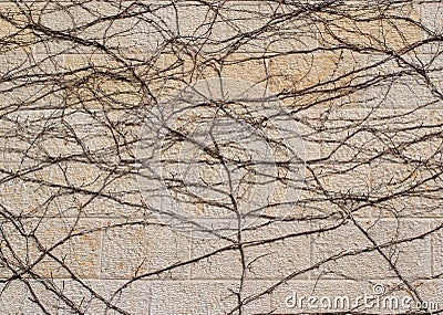 Dry brown vine on beige stone wall texture Stock Photo