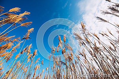 Dry bulrush reed, low angle Stock Photo