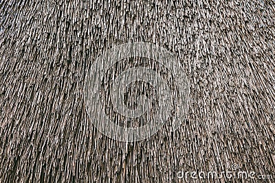 Dry cane background. Roof of a house of reed Stock Photo