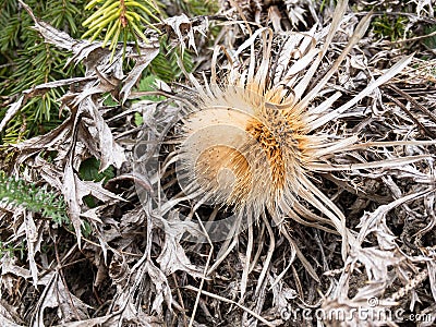 Carlina acanthifolia plant known as carline thistle Stock Photo