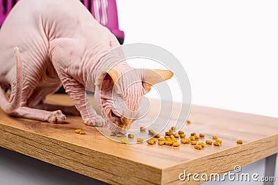 Dry cat food on the wooden table. Sphynx cat eating delicacy. Accessories for cats. Products for the pet shop, white Stock Photo