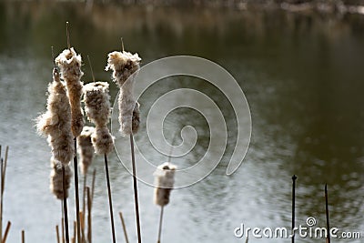 Dry Cat Tail Grass with Water Background Stock Photo