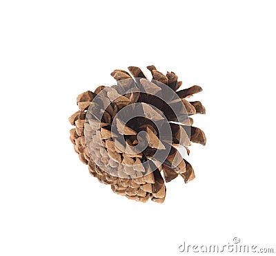 Dry cone of pine. Macro. Stock Photo
