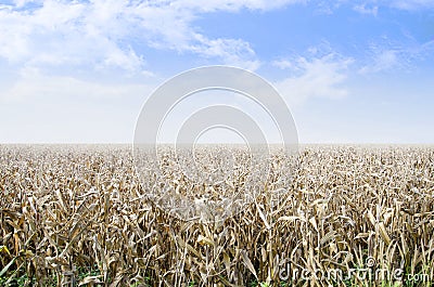 Dry corn fied with blue sky background.Agricultural plant growth from clay or soil.Landscape nature countryside or rural farm. Stock Photo