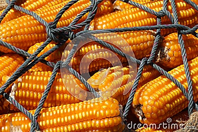Dry corn field Stock Photo