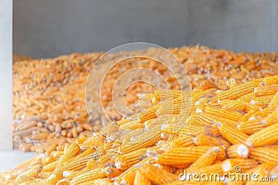 Dry corn store at mill storage, seed food industry concept Stock Photo