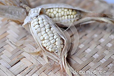 Dry corn Stock Photo