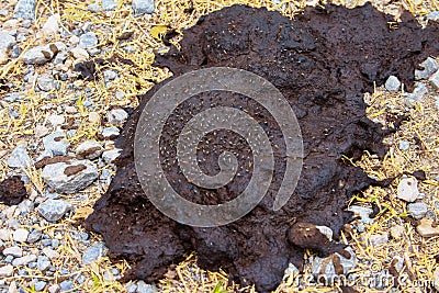 Dry cow dung and fly is dirty subject which yield manure organic Stock Photo