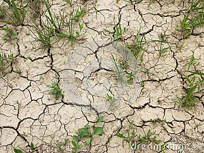 Dry cracked earth with grass, drought Stock Photo