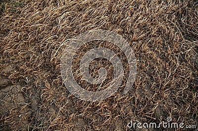 Dry cracked land Stock Photo