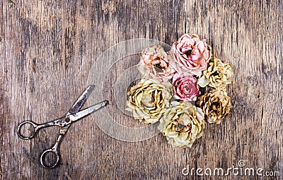 Dry cut roses and rusty scissors on an old wooden background. Dead flowers. Stock Photo