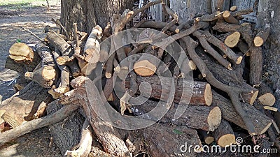 Dry cut tree pieces for fire Stock Photo