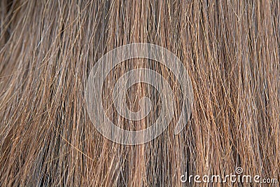 Dry and damaged hair Stock Photo