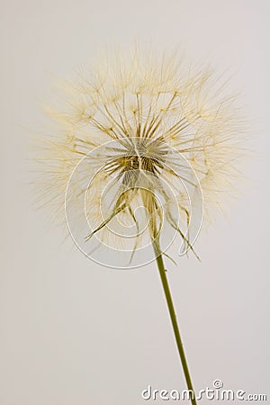 Dry dandelion isolated on cream background Stock Photo