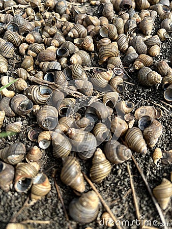 dry dead brown pond snails in the ground in a garden Stock Photo