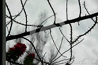 Dry and dead thorn tree branches Stock Photo