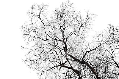 Dry bare branches isolated on white background Stock Photo