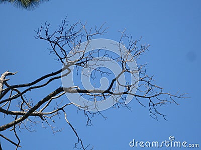 Dry dead tree creates an artistic view Stock Photo