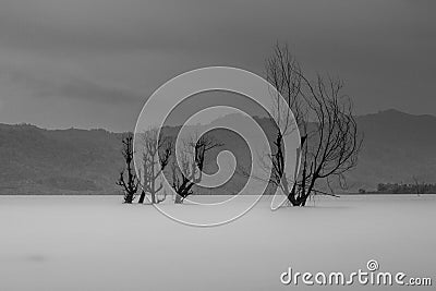 Dry death tree at frozen lake Stock Photo