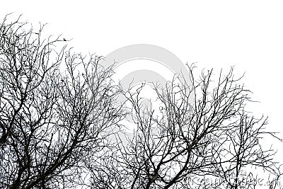 Dry death tree isolated on white Stock Photo