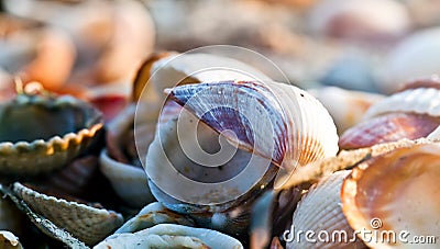 Dry Decorative Seashells Stock Photo