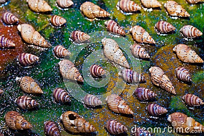 Dry Decorative Seashells Stock Photo