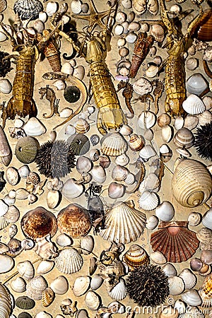 Dry Decorative Seashells Stock Photo