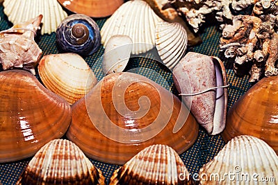 Dry Decorative Seashells Stock Photo