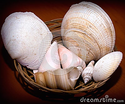 Dry Decorative Seashells Stock Photo